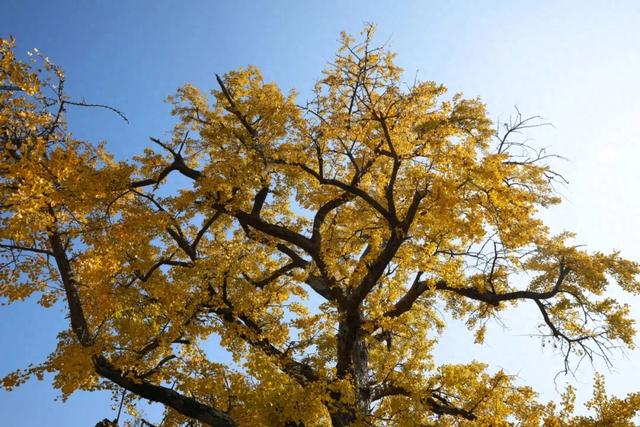 东山这棵树龄2000岁的“银杏王”,已在观赏期