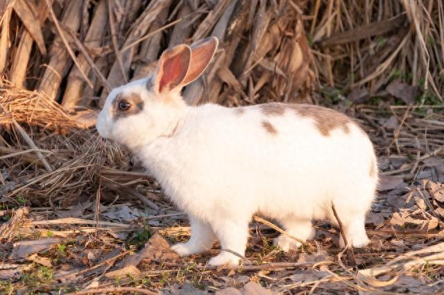 人在家中坐，财从天上来，属兔人不管你信不信，钱真的会主动找你
