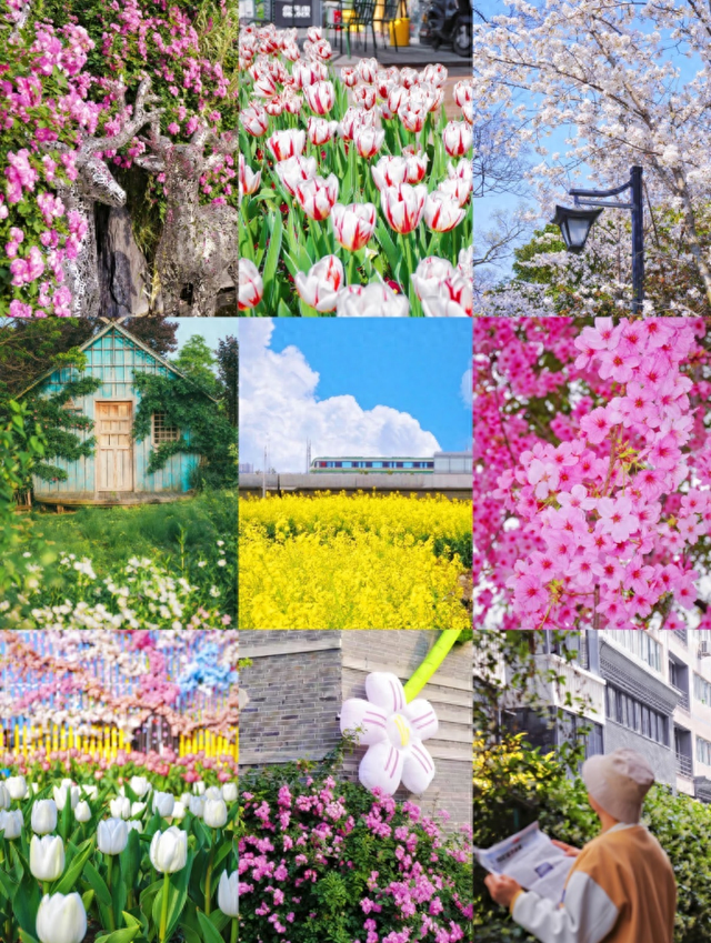 合肥三月花讯 | 后来，我逢人就说，合肥的春天有多浪漫 | 春游江淮
