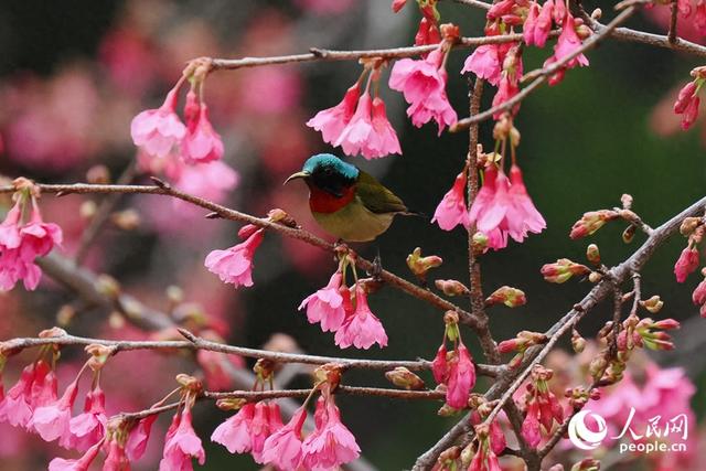 厦门: 樱花初绽放 鸟儿喜闹春