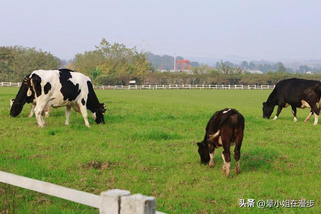 成都周边的“新西兰”牧场，看奶牛、喂萌宠、吃烧烤，被自然治愈