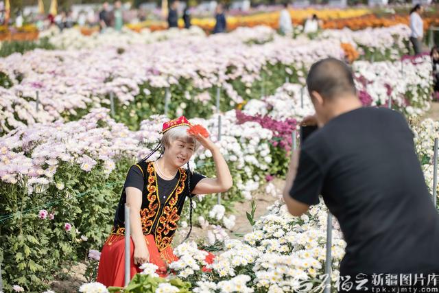 新疆农业博览园72万株秋菊盛放 花期将持续至10月中旬