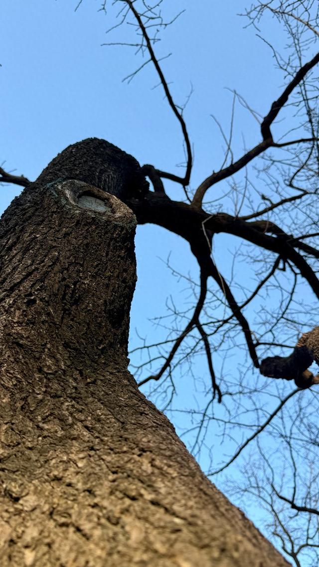 新视界｜泉城公园：冬日落木亦风景