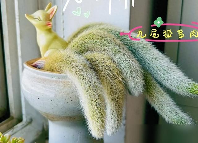 福建男子养3年的“多肉”越长越怪，家人都害怕，网友：太嚣张了