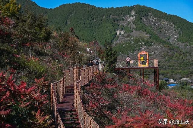 遵化娘娘庄南山常乐谷，红叶红果装满秋日惊喜