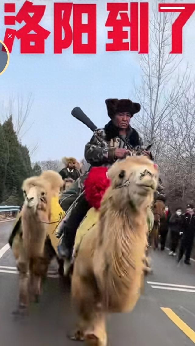 天山骆驼队行136天到洛阳，应天门，上朝接驾，这波文化联动绝了