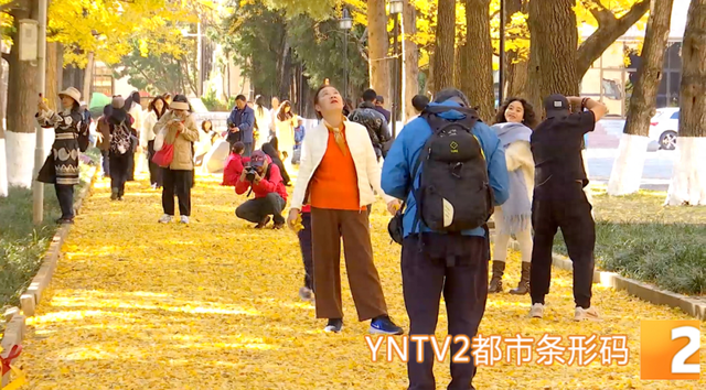 “金毯”已铺！云大这条网红大道的浪漫，藏着一份宠爱