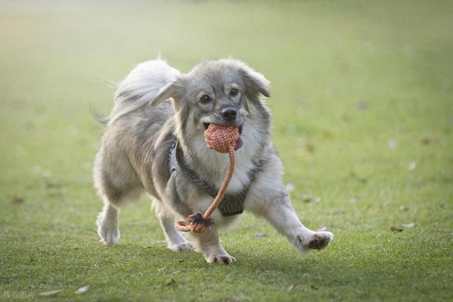 狗狗患老年痴呆症比你想象的更常见，犬类痴呆症正成为宠物危机