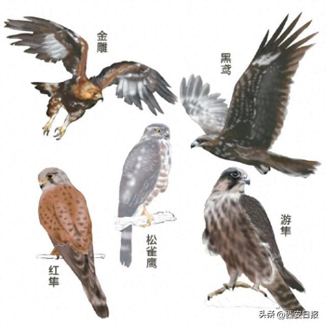 古城上空飞过一群猛禽！快来快来数一数，记下西安历史上的首个“百猛日”