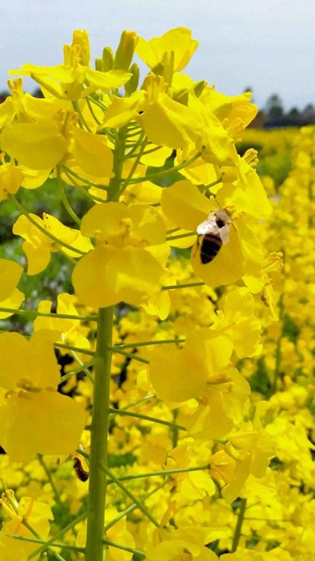 诗一首：两河口的油菜花开啦