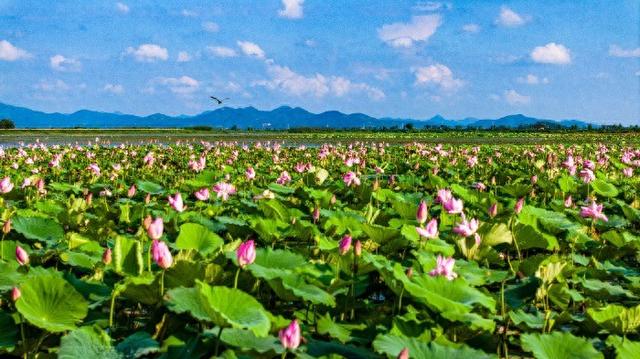庐江：黄陂夏莲 花开正艳