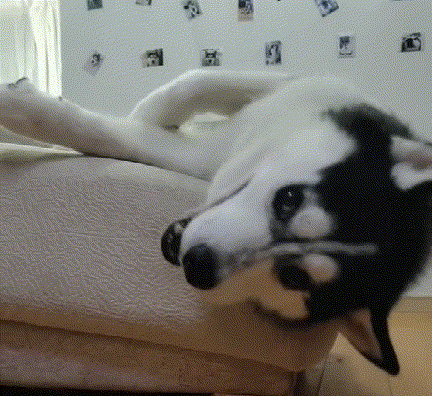 一只狗乖不乖，一看便知！不乖的狗，大多会有这几个坏习惯