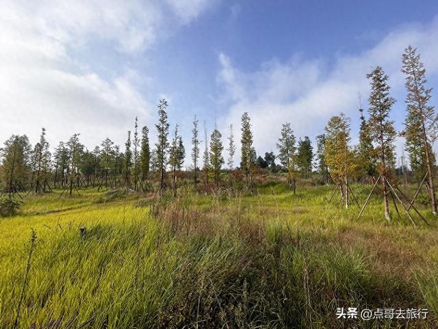 成都被冷落的彩林公园，惊艳无比，不要门票，地铁公交车直达！