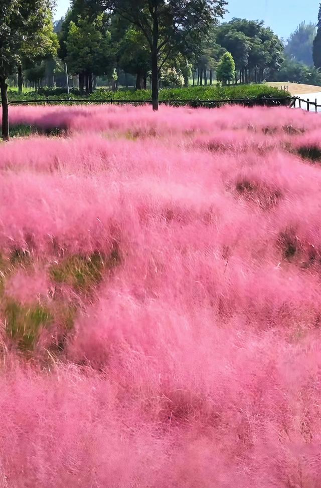 溜进后海看粉黛乱子草花海，哈哈，好开心