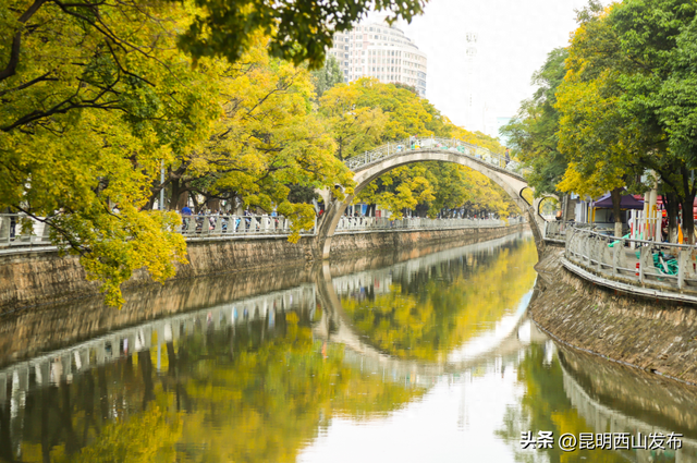 金色滇朴已上线！西山这份独属的浪漫美成昆明冬日封面