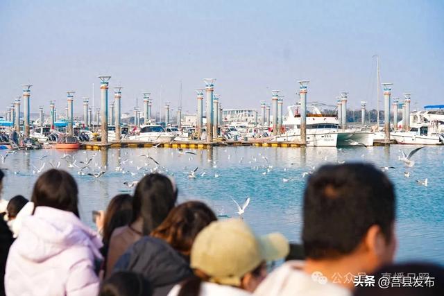 数量倍增！火爆出圈！来这片海“鸥遇”，已成为日照文旅新IP！