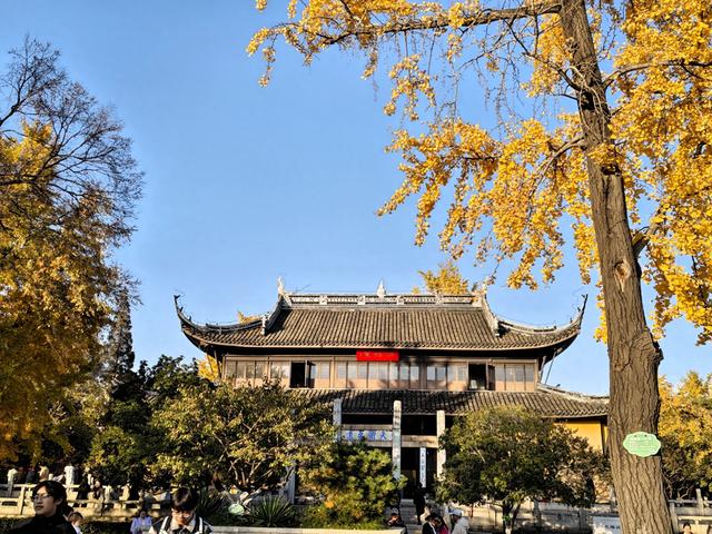 银杏的金色絮语