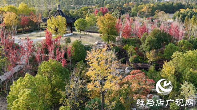 遂平玉湖公园芙蓉花竞相绽放