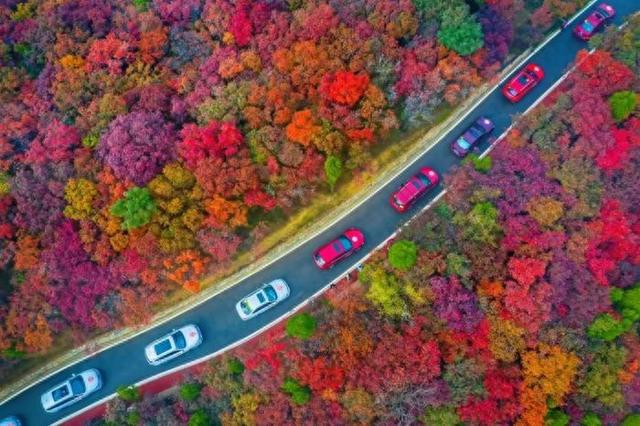 驾游齐鲁，心途相逢！2025山东旅游风景道“旅行+”驾享季即将开幕