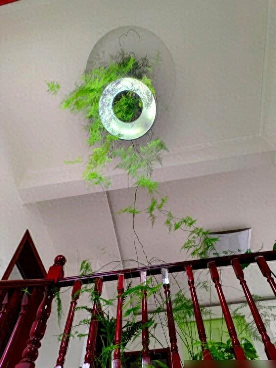 “阴花、不能进阳宅”，家里若有这5种花	，请赶紧“搬出去”！