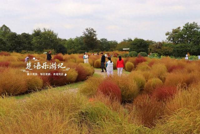 浙江宁波的地肤草观赏胜地，周边的果蔬展更加美丽，拍照很出片