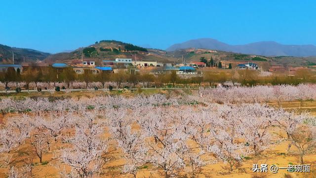 从杏花微雨到石榴盛火：礼泉烟昭路的三季花事