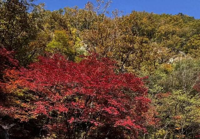 关门山“枫王”迎来最佳观赏期