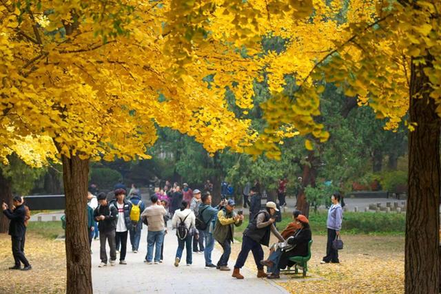 香山彩叶变色率已达75%-85%，这12处捡秋点位超出片