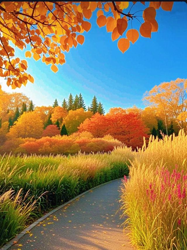 金秋步道，层林尽染如画