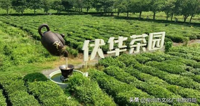 文旅大会打卡点！柳城这个地方正在“美颜”中