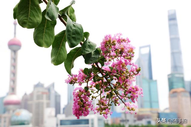 上海外滩观光平台紫薇花盛开，为都市增添一抹亮丽色彩