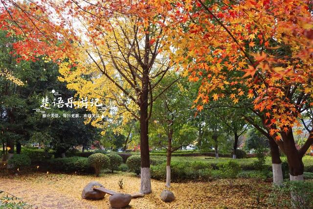 宁波慈溪的宝藏型公园，银杏水杉与红枫共绘秋日大片，比油画还美