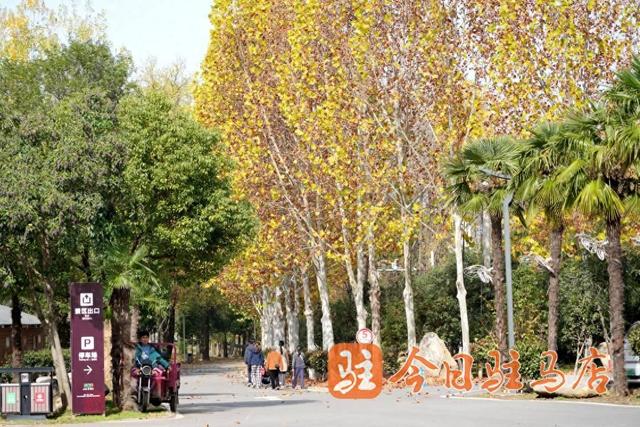 初冬金顶山：红叶染层林 漫山披盛装