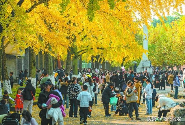 单日客流量破万人次 南充六合丝博园银杏进入观赏期 观赏期将持续至12月中旬