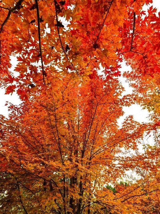 藏不住了！副中心这条4.4公里“红叶大道”，美到封神