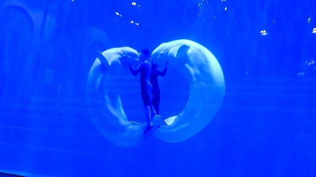 哈尔滨极地公园上演“企鹅巡游”“白鲸比心”，有游客从香港赶来