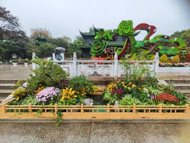 近万盆、500个品种！2025瘦西湖菊花会明天开幕