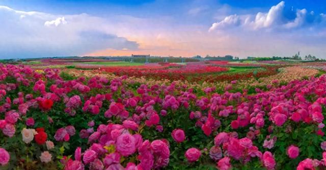 南阳世界级月季盛会 + 首届石博会双展联动，免费逛遍全城花海！