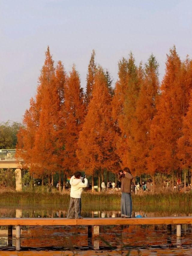 别错过，成都公园里的绝美冬景！