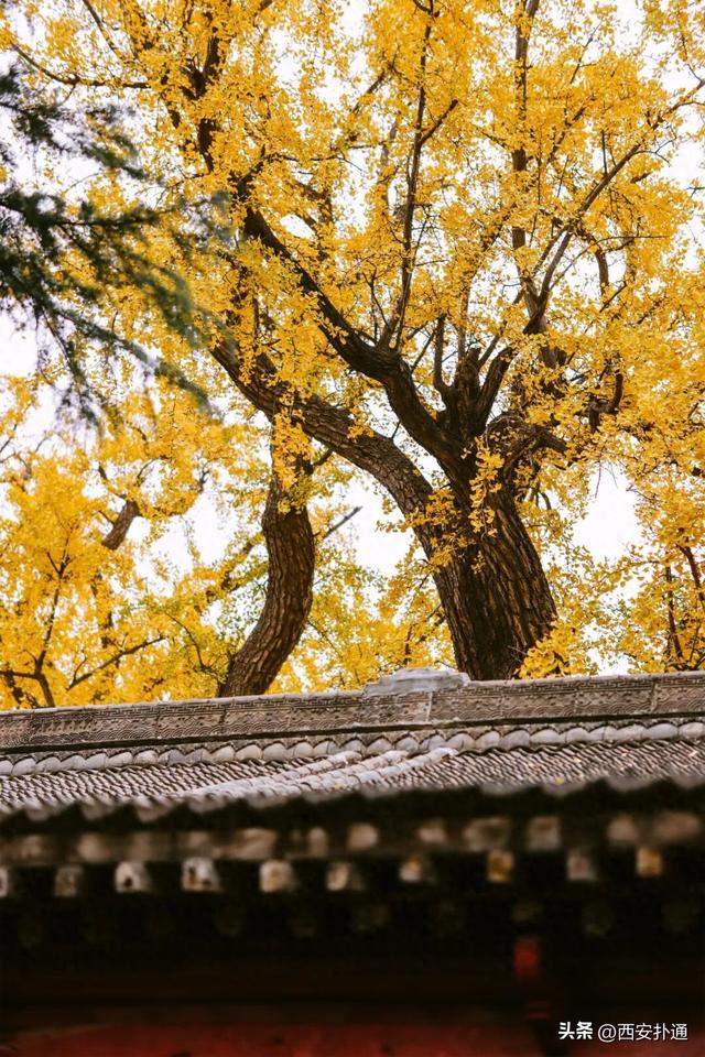 古观音禅寺谢幕？这里的千年银杏，才是最后的隐藏彩蛋！