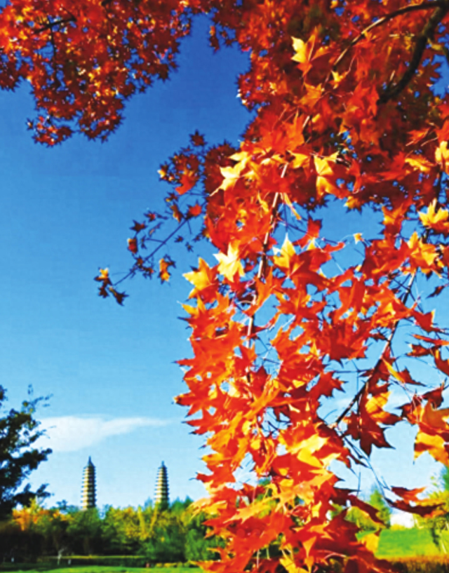 “金黄”“火红”醉深秋