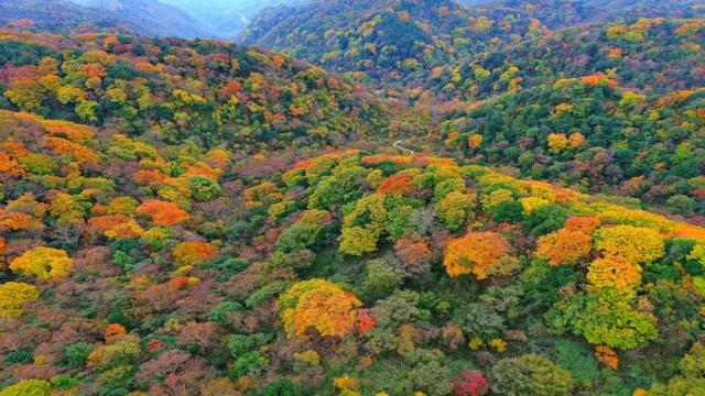昨日实拍！层林尽染盐井峡，漫山红叶醉秋风，观赏正当时