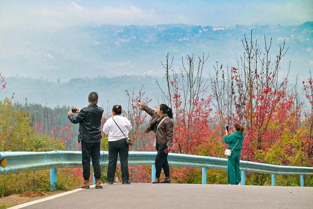 镜鉴｜定格美丽重庆：深秋已至 渝北云龟山红枫滴艳
