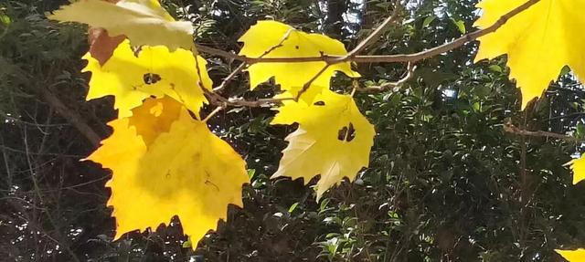 寻美薛城丨冬日的浪漫！法桐的金色韵味从秋的繁华走向冬的静谧！