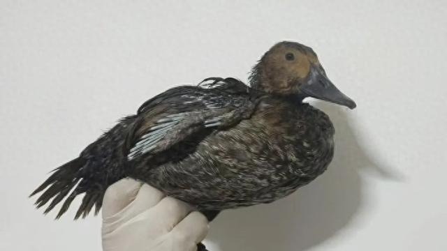 国内非常罕见的小绒鸭，在内蒙古首次发现！