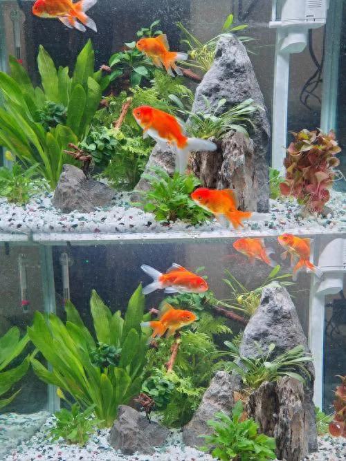 七彩神仙鱼鱼缸水浑浊_鱼缸水变浑变脏处理方法_鱼缸过滤器选择与使用