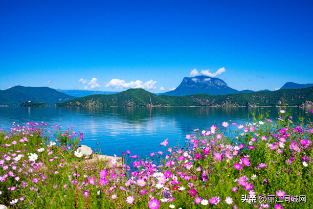 秋日限定！泸沽湖双节迎最美观赏季，格桑绽放映碧水成画