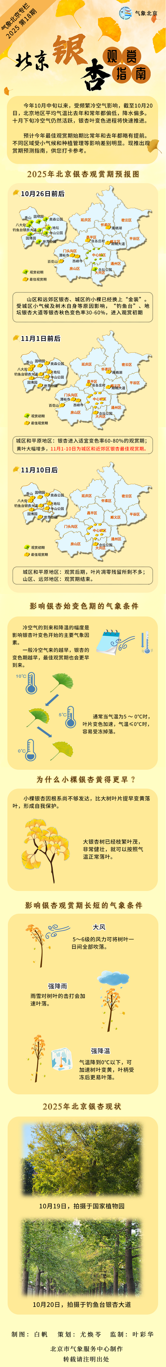 又到一年璀璨时！北京银杏观赏指南来啦