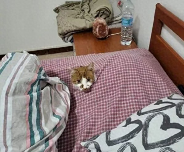 喵屋破解版下载（妹子吐槽床单质量不好）