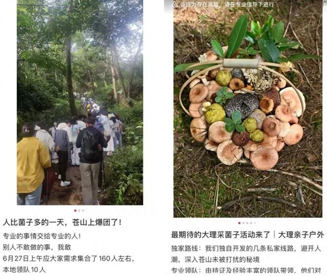 采菌游增多冲击苍山生态，云南大理发布保护通告